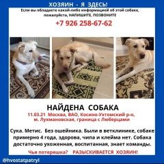 Подробнее об объявлении «Найдена собака ищу хозяина, старого или нового Москва» Фото: найдена собака  «Найдена собака ищу хозяина, старого или нового...» в г. Москва