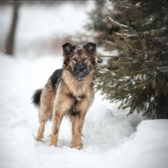 Подробнее об объявлении «Краснознаменск (Московская обл.) Найдена собака» Фото: найдена собака Бордер колли «Краснознаменск (Московская обл.) Найдена собака» в г. Краснознаменск (Московская обл.)