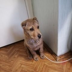 Подробнее об объявлении «Найдена собака Москва» Фото: найдена собака  «Найдена собака Москва» в г. Москва