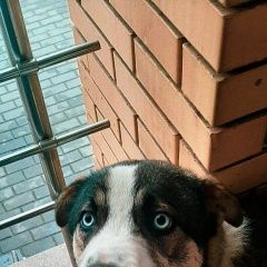 Подробнее об объявлении «Воронеж Найдена собака кобель метис хаски или маламута» Фото: найдена собака  «Воронеж Найдена собака кобель метис хаски или...» в г. Воронеж