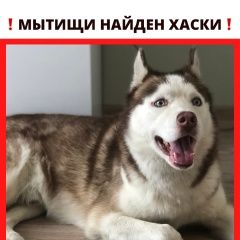 Подробнее об объявлении «Мытищи Найдена собака кобель» Фото: найдена собака Сибирская хаски «Мытищи Найдена собака кобель» в г. Мытищи