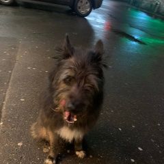 Подробнее об объявлении «Найдена собака кобель ленинский проспект 101 Москва» Фото: найдена собака  «Найдена собака кобель ленинский проспект 101...» в г. Москва