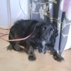 Подробнее об объявлении «Тольятти Найдена собака спаниель» Фото: найдена собака Русский охотничий спаниель «Тольятти Найдена собака спаниель» в г. Тольятти