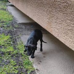 Подробнее об объявлении «Новороссийск Найдена собака кобель щенок» Фото: найдена собака Лабрадор ретривер «Новороссийск Найдена собака кобель щенок» в г. Новороссийск