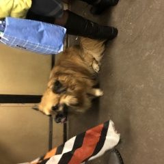 Подробнее об объявлении «Найдена собака кобель в метро Москва» Фото: найдена собака  «Найдена собака кобель в метро Москва» в г. Москва