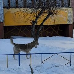 Подробнее об объявлении «Омск Найдена собака хаски (као, б-р зеленый)» Фото: найдена собака  «Омск Найдена собака хаски (као, б-р зеленый)» в г. Омск