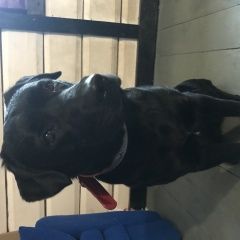 Подробнее об объявлении «Найдена собака Голицыно (Московская обл.)» Фото: найдена собака  «Найдена собака Голицыно (Московская обл.)» в г. Голицыно (Московская обл.)