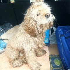 Подробнее об объявлении «Найдена собака кокер спаниель московская область Москва» Фото: найдена собака Американский кокер-спаниель «Найдена собака кокер спаниель московская...» в г. Москва