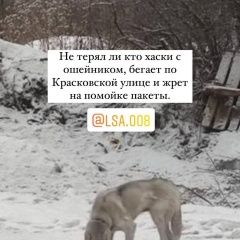 Подробнее об объявлении «Найдена собака кобель обнаружен хаски Москва» Фото: найдена собака Сибирская хаски «Найдена собака кобель обнаружен хаски Москва» в г. Москва