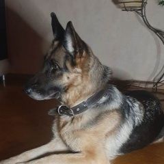 Подробнее об объявлении «Найдена собака Королев» Фото: найдена собака Немецкая овчарка «Найдена собака Королев» в г. Королев