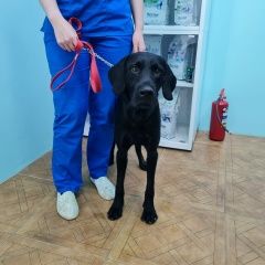 Подробнее об объявлении «Найдена собака кобель приморский район Санкт-Петербург» Фото: найдена собака  «Найдена собака кобель приморский район...» в г. Санкт-Петербург