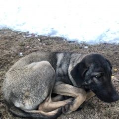 Подробнее об объявлении «Найдена собака, в ошейнике. Москва» Фото: найдена собака  «Найдена собака, в ошейнике. Москва» в г. Москва