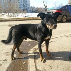 Подробнее об объявлении «Найдена собака кобель черная собака сегодня Москва» Фото: найдена собака  «Найдена собака кобель черная собака сегодня Москва» в г. Москва