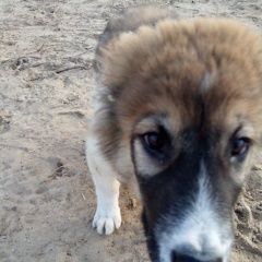 Подробнее об объявлении «Воронеж Найдена собака кобель щенок породы алабай.» Фото: найдена собака  «Воронеж Найдена собака кобель щенок породы алабай.» в г. Воронеж