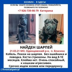 Подробнее об объявлении «Найдена собака кобель шарпей Одинцово» Фото: найдена собака Шар-пей «Найдена собака кобель шарпей Одинцово» в г. Одинцово