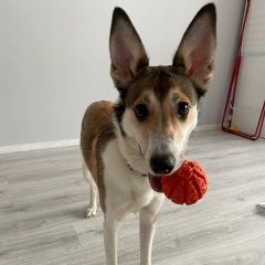 Подробнее об объявлении «Найдена собака Москва» Фото: найдена собака  «Найдена собака Москва» в г. Москва