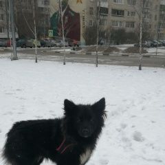 Подробнее об объявлении «Лобня Найдена собака потеряшка в красно чёрной шлейке» Фото: найдена собака  «Лобня Найдена собака потеряшка в красно чёрной...» в г. Лобня