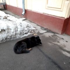 Подробнее об объявлении «Найдена собака грустит одна у подъезда Москва» Фото: найдена собака  «Найдена собака грустит одна у подъезда Москва» в г. Москва