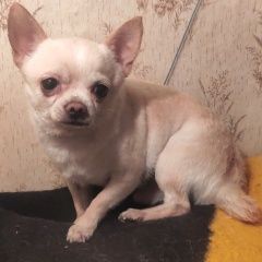 Подробнее об объявлении «Воронеж Найдена собака кобель» Фото: найдена собака Чихуахуа «Воронеж Найдена собака кобель» в г. Воронеж