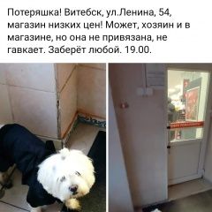 Подробнее об объявлении «Витебск Найдена собака потеряшка» Фото: найдена собака  «Витебск Найдена собака потеряшка» в г. Витебск