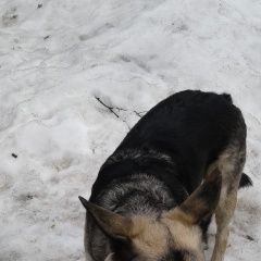 Подробнее об объявлении «Найдена собака овчарка сука Москва» Фото: найдена собака Восточно-европейская овчарка «Найдена собака овчарка сука Москва» в г. Москва