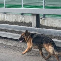Подробнее об объявлении «Найдена собака возле трассы Лесной Городок» Фото: найдена собака  «Найдена собака возле трассы Лесной Городок» в г. Лесной Городок