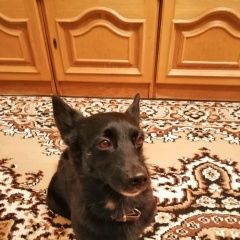 Подробнее об объявлении «Красноярск Найдена собака кобель пёс ищет хозяина» Фото: найдена собака  «Красноярск Найдена собака кобель пёс ищет хозяина» в г. Красноярск