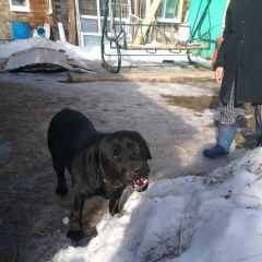 Подробнее об объявлении «Найдена собака кобель Юрьев-Польский» Фото: найдена собака Лабрадор ретривер «Найдена собака кобель Юрьев-Польский» в г. Юрьев-Польский