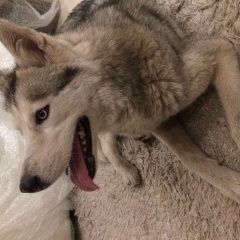 Подробнее об объявлении «Воронеж Найдена собака хаски» Фото: найдена собака Сибирская хаски «Воронеж Найдена собака хаски» в г. Воронеж