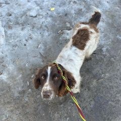 Подробнее об объявлении «Лобня Найдена собака кобель спаниель кобель» Фото: найдена собака Русский охотничий спаниель «Лобня Найдена собака кобель спаниель кобель» в г. Лобня