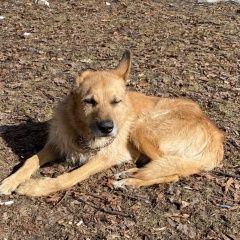 Подробнее об объявлении «Найдена собака кобель Москва» Фото: найдена собака  «Найдена собака кобель Москва» в г. Москва