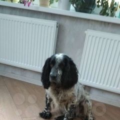 Подробнее об объявлении «Найдена собака кобель спаниель кобель видное Москва» Фото: найдена собака Русский охотничий спаниель «Найдена собака кобель спаниель кобель видное...» в г. Москва