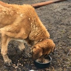 Подробнее об объявлении «Найдена собака кобель Орехово-Зуево» Фото: найдена собака  «Найдена собака кобель Орехово-Зуево» в г. Орехово-Зуево