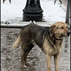 Подробнее об объявлении «Найдена собака кобель пёс в коричневом ошейнике ждёт ок Москва» Фото: найдена собака  «Найдена собака кобель пёс в коричневом ошейнике...» в г. Москва