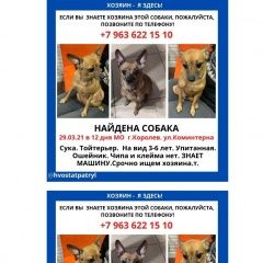 Подробнее об объявлении «Найдена собака Королев» Фото: найдена собака Русский той-терьер «Найдена собака Королев» в г. Королев