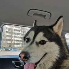 Подробнее об объявлении «Найдена собака кобель Москва» Фото: найдена собака Сибирская хаски «Найдена собака кобель Москва» в г. Москва