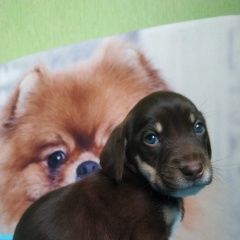 Подробнее об объявлении «Найдена собака кобель Нижний Новгород» Фото: найдена собака  «Найдена собака кобель Нижний Новгород» в г. Нижний Новгород