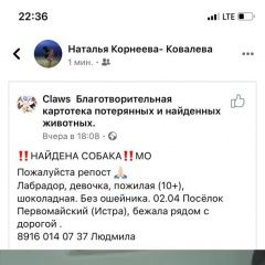 Подробнее об объявлении «Найдена собака коричневый лабрадор Истра» Фото: найдена собака  «Найдена собака коричневый лабрадор Истра» в г. Истра