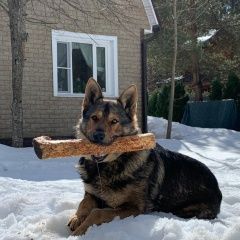 Подробнее об объявлении «Найдена собака Вороново» Фото: найдена собака  «Найдена собака Вороново» в г. Вороново