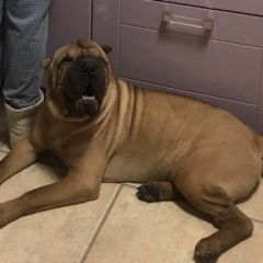 Подробнее об объявлении «Найдена собака кобель свао, шарпей Москва» Фото: найдена собака Шар-пей «Найдена собака кобель свао, шарпей Москва» в г. Москва