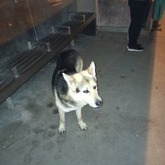 Подробнее об объявлении «Найдена собака кобель Москва» Фото: найдена собака  «Найдена собака кобель Москва» в г. Москва