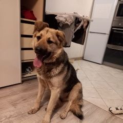 Подробнее об объявлении «Найдена собака Москва» Фото: найдена собака  «Найдена собака Москва» в г. Москва