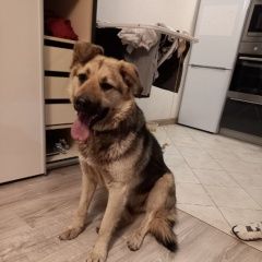 Подробнее об объявлении «Найдена собака Москва» Фото: найдена собака  «Найдена собака Москва» в г. Москва