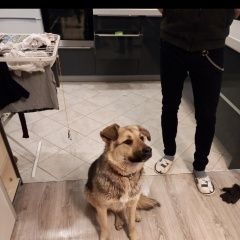 Подробнее об объявлении «Найдена собака Москва» Фото: найдена собака  «Найдена собака Москва» в г. Москва