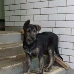 Подробнее об объявлении «Найдена собака кобель Москва» Фото: найдена собака  «Найдена собака кобель Москва» в г. Москва