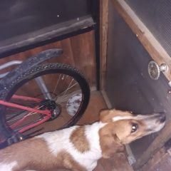 Подробнее об объявлении «Найдена собака Москва» Фото: найдена собака  «Найдена собака Москва» в г. Москва