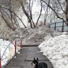 Подробнее об объявлении «Найдена собака Томск» Фото: найдена собака  «Найдена собака Томск» в г. Томск