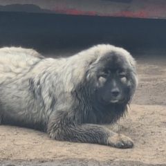 Подробнее об объявлении «Пермь Найдена собака щенок кавказкой овчарки серого цвета» Фото: найдена собака  «Пермь Найдена собака щенок кавказкой овчарки...» в г. Пермь