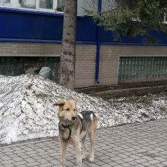 Подробнее об объявлении «Самара Найдена собака кобель заводское шоссе 11» Фото: найдена собака  «Самара Найдена собака кобель заводское шоссе 11» в г. Самара