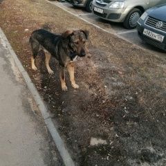Подробнее об объявлении «Воронеж Найдена собака кобель. коминтерновский район» Фото: найдена собака  «Воронеж Найдена собака кобель. коминтерновский...» в г. Воронеж